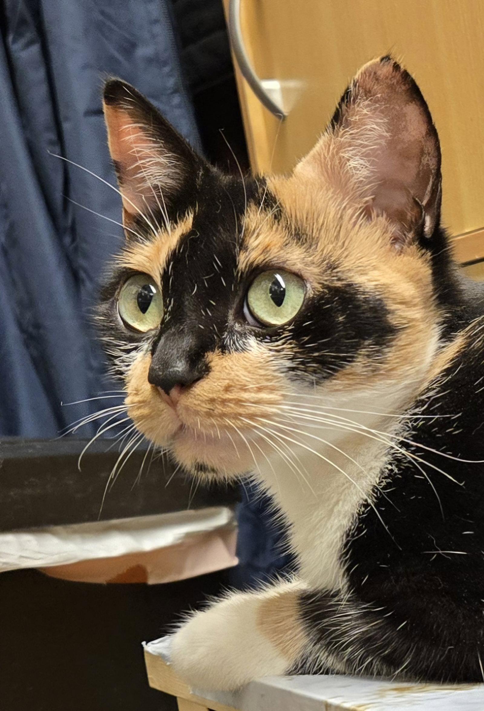 Enlarge Sasha, a Adoptable Domestic Short Hair in Trenton, NJ image 2/3
