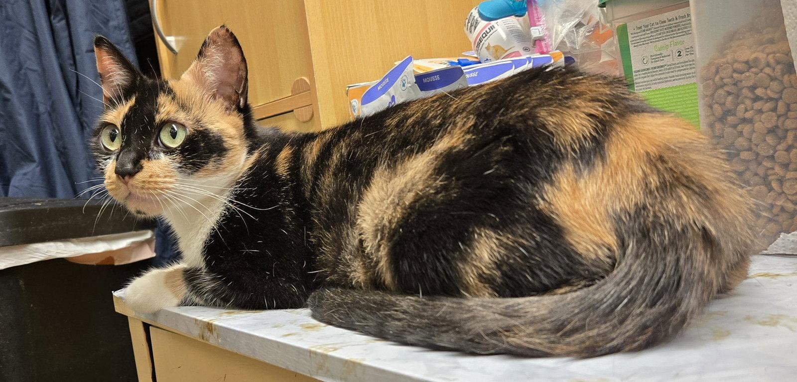 Enlarge Sasha, a Adoptable Domestic Short Hair in Trenton, NJ image 3/3