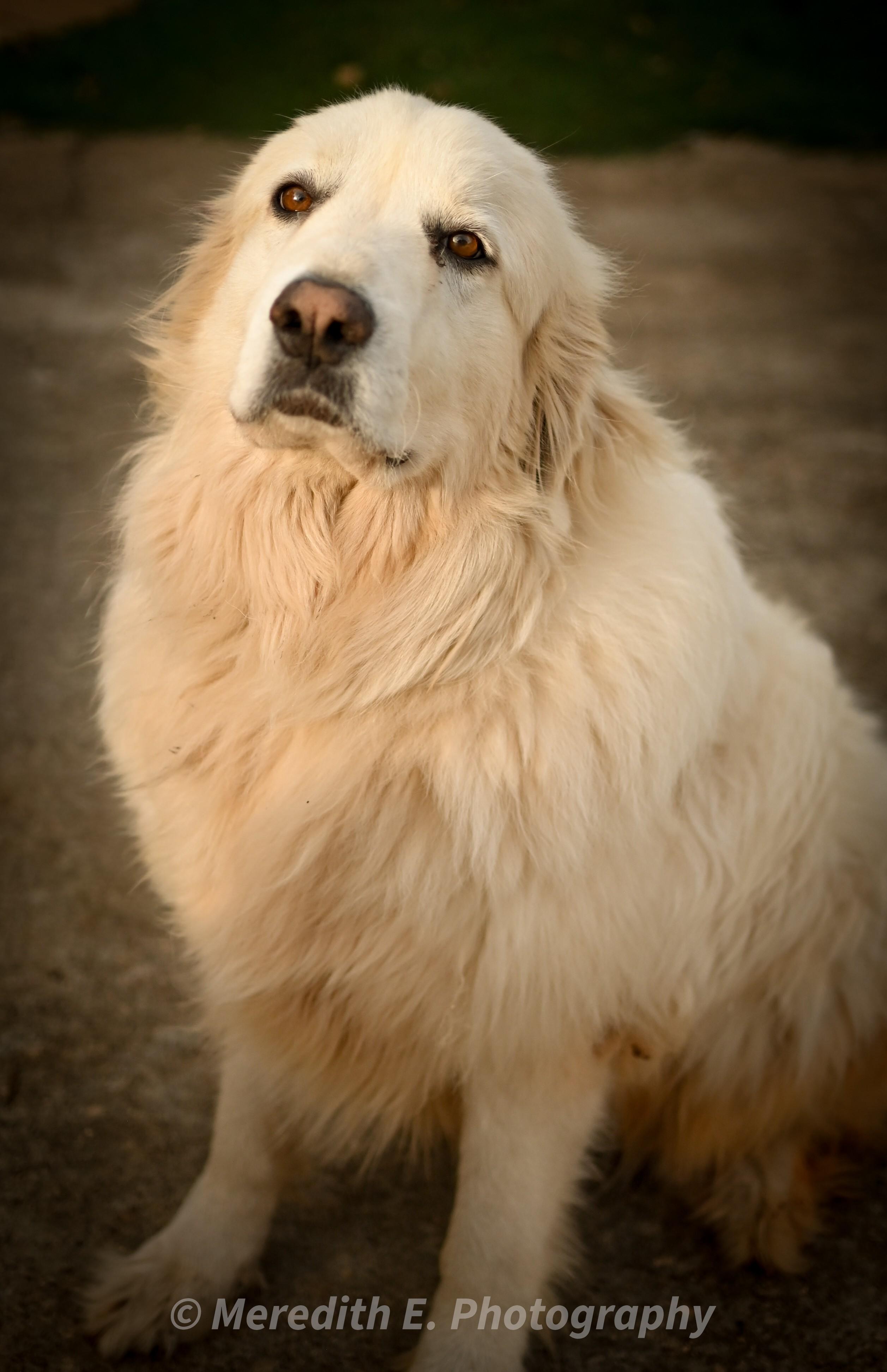 Pearl, an adopted Great Pyrenees in Seneca, SC image 2/3