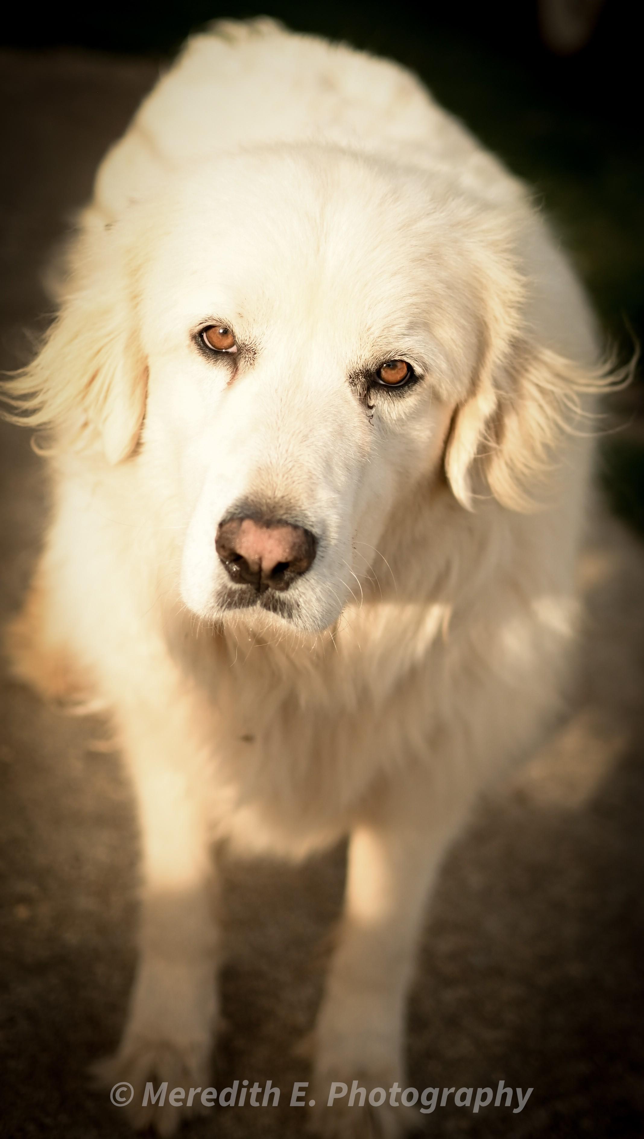 Pearl, adopted, Adult Female Great Pyrenees.