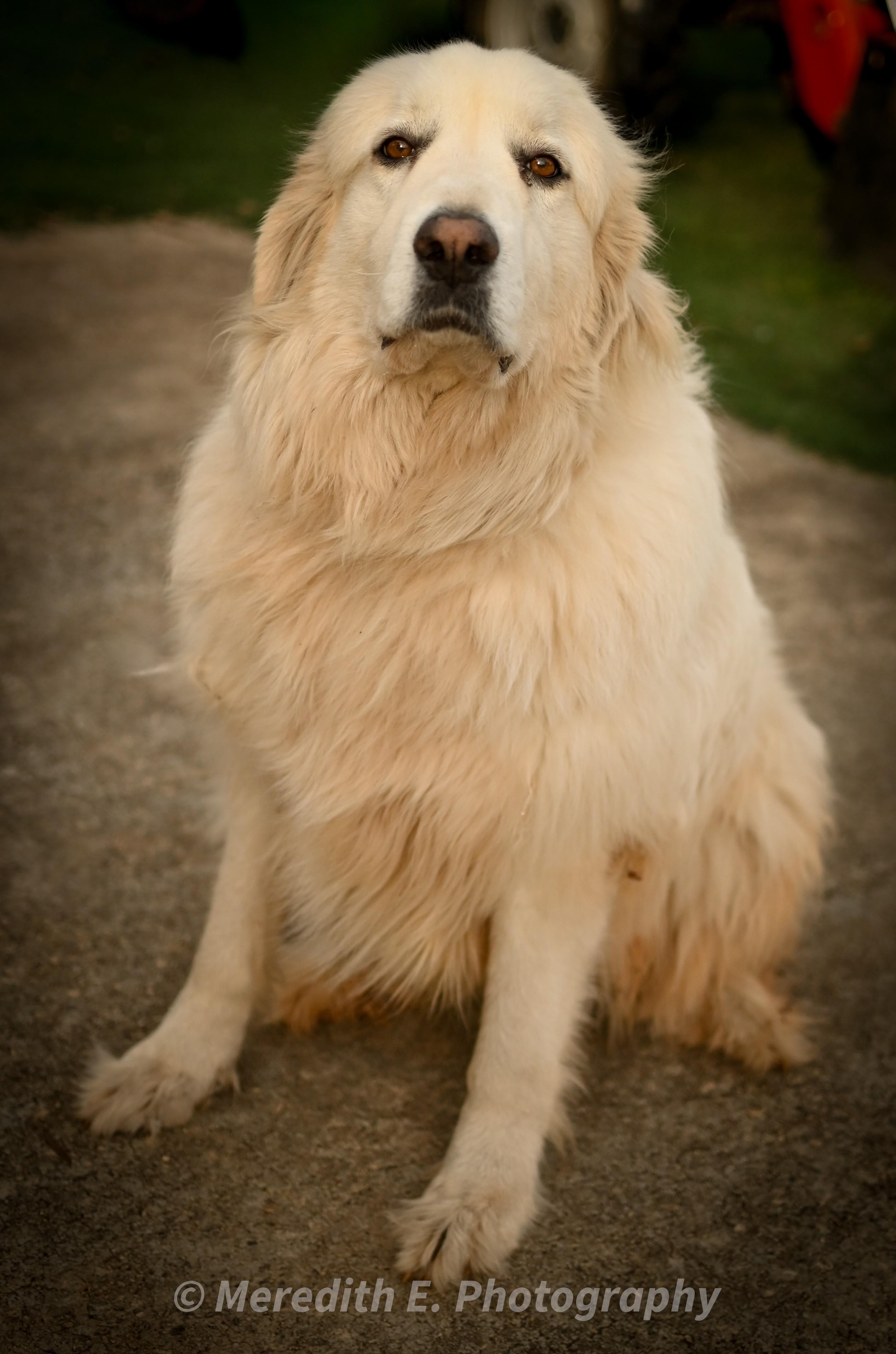 Pearl, an adopted Great Pyrenees in Seneca, SC image 3/3