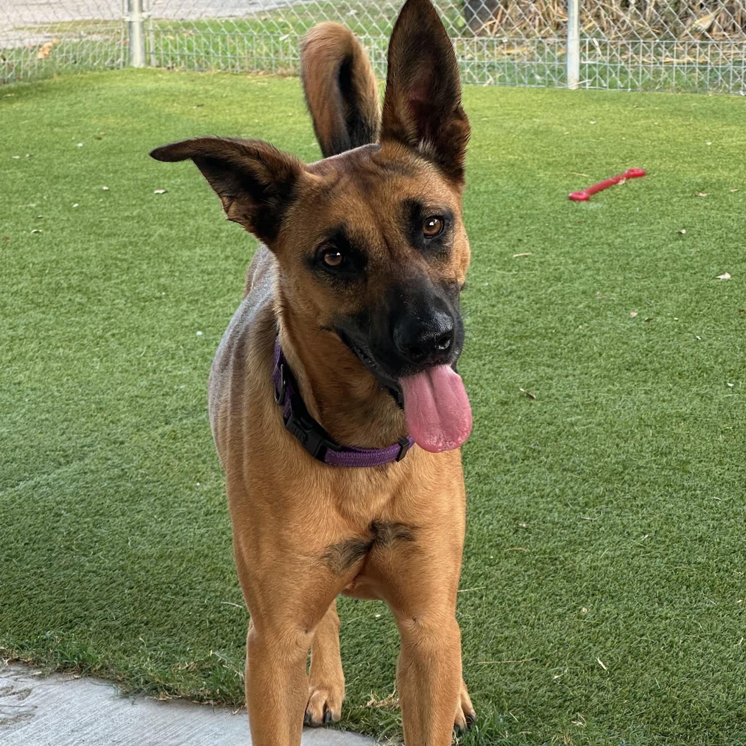 Rammy, Adult Male Shepherd