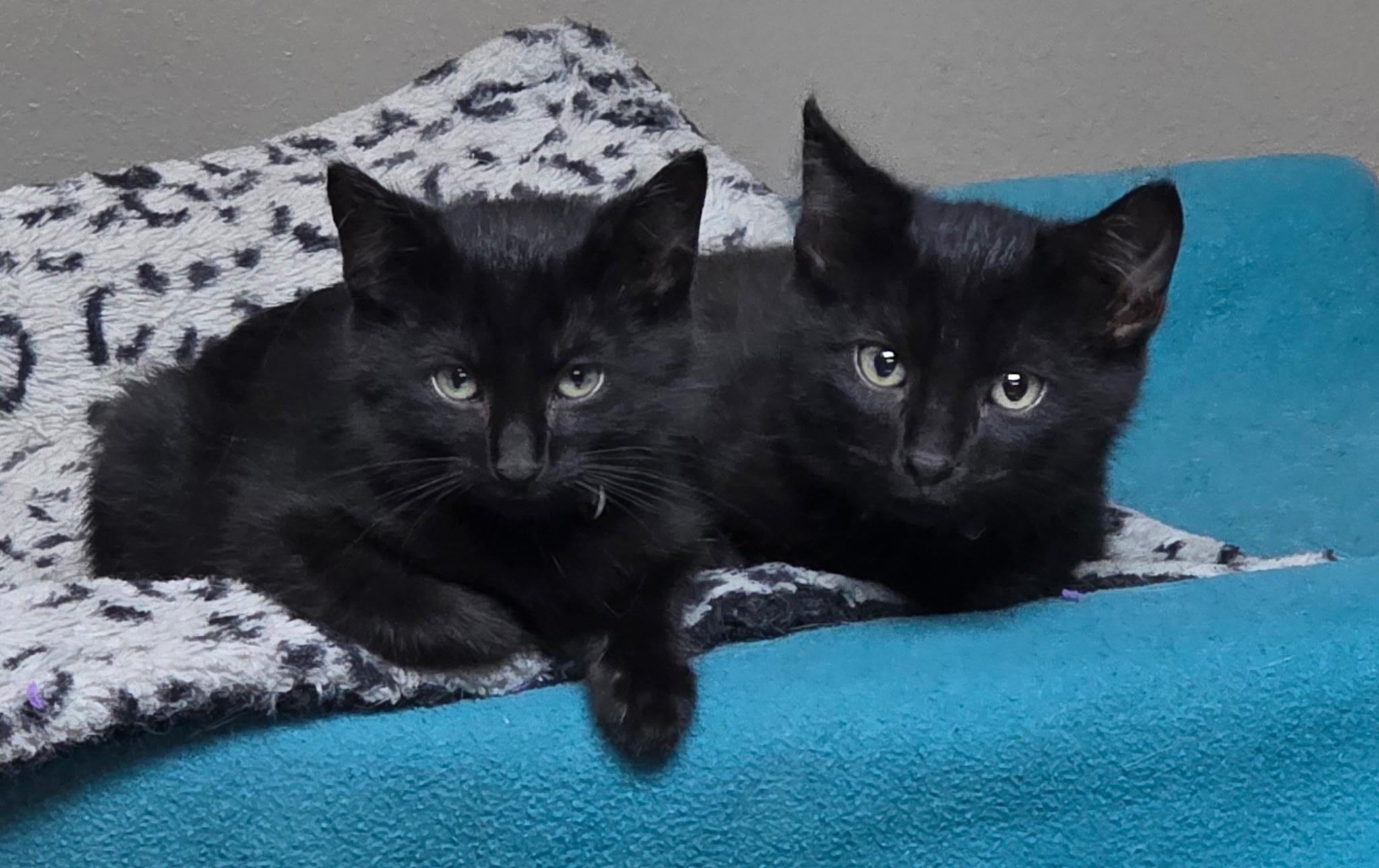 Calan, Adoptable, Kitten Male Domestic Short Hair.