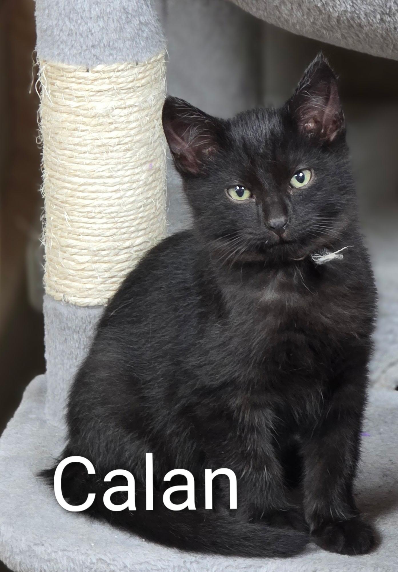 Enlarge Calan, a Adoptable Domestic Short Hair in Faribault, MN image 2/2