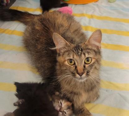 Enlarge WINNIE, a Adoptable Domestic Medium Hair in Brighton, CO image 1/1