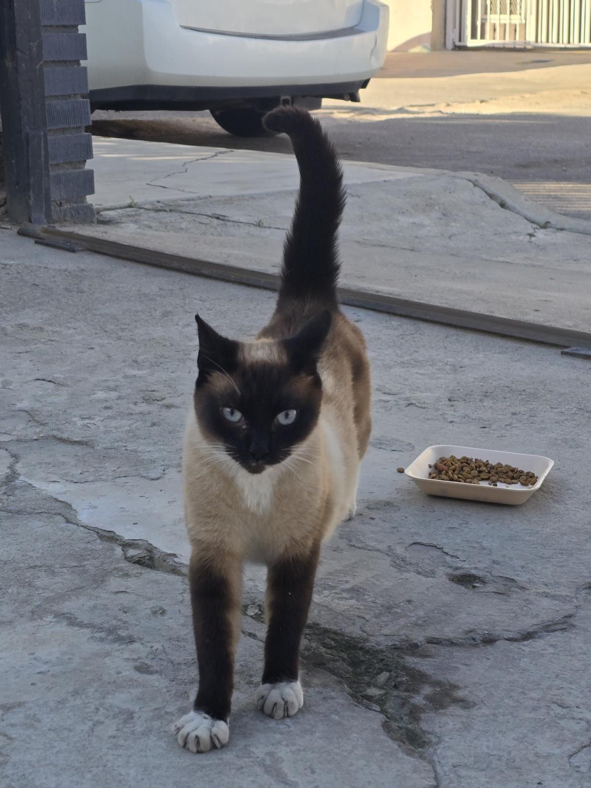 Enlarge Nala, a Adoptable Siamese in La Jolla, CA image 1/1
