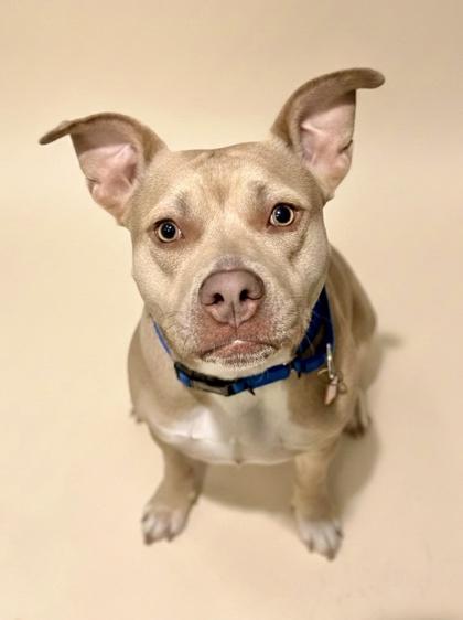 Mabelina, Adoptable, Adult Female Pit Bull Terrier & Mixed Breed.