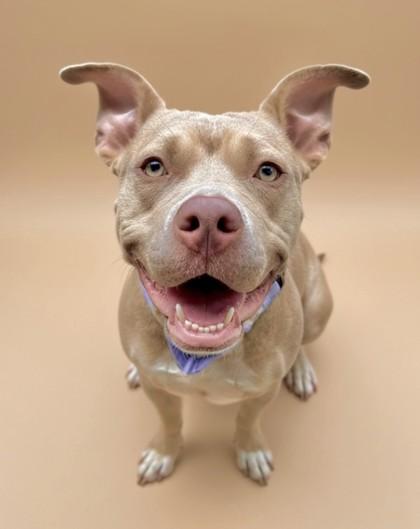 Enlarge Mabelina, a Adoptable mixed breed in Washington, DC image 2/3