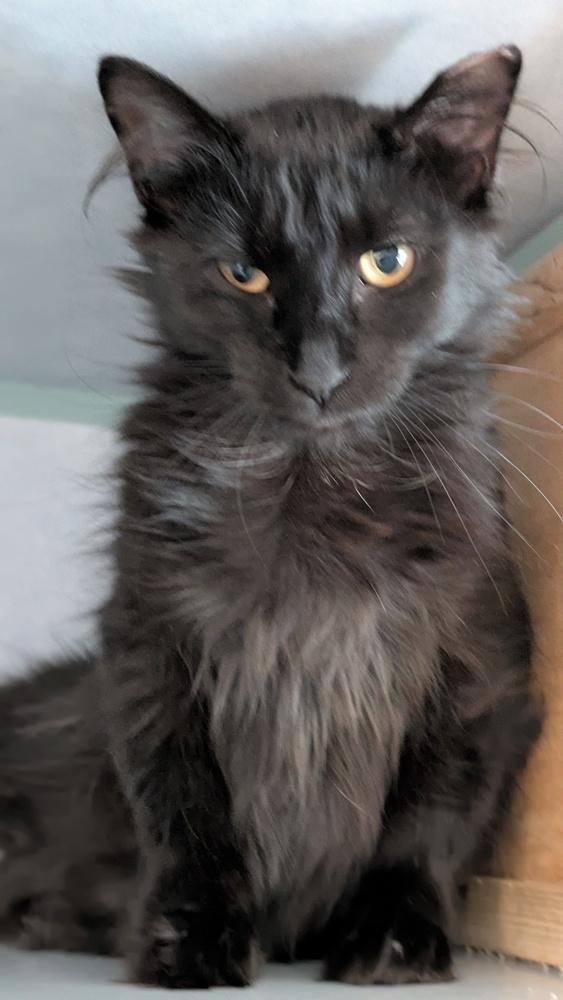 Munchkin, Adoptable, Adult Female Domestic Long Hair.