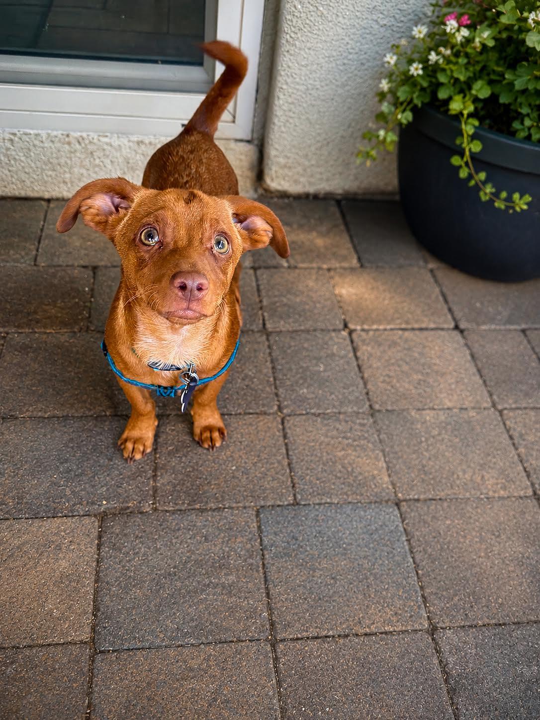 Enlarge Marley, an adopted mixed breed in Las Vegas, NV image 2/2