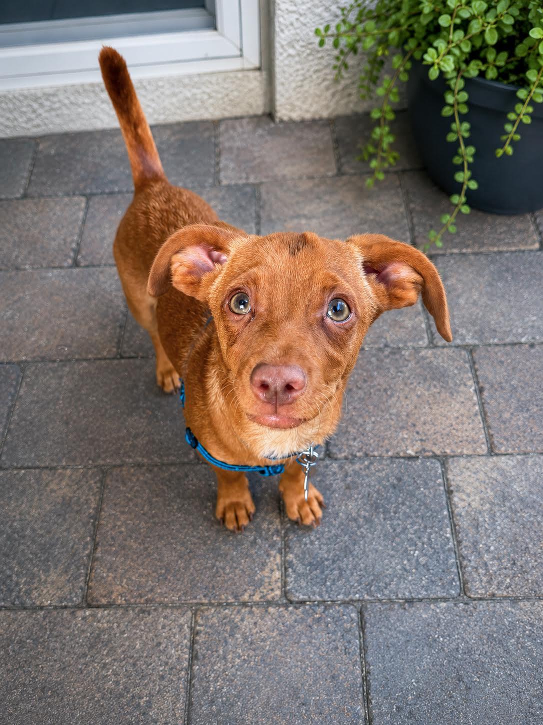 Enlarge Marley, an adopted mixed breed in Las Vegas, NV image 1/2