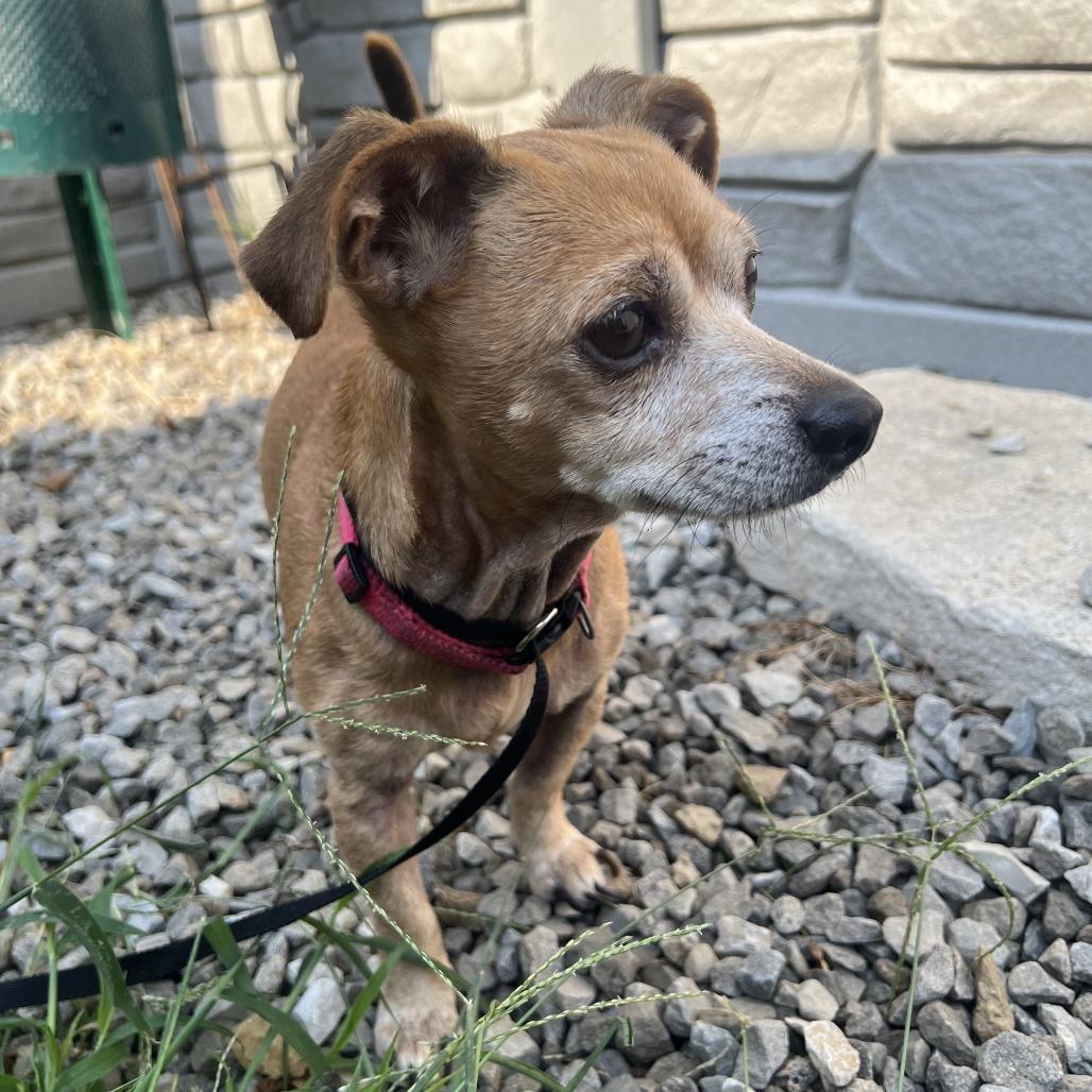 Enlarge Peanut, a Adoptable Chihuahua in St. Louis, MO image 1/1