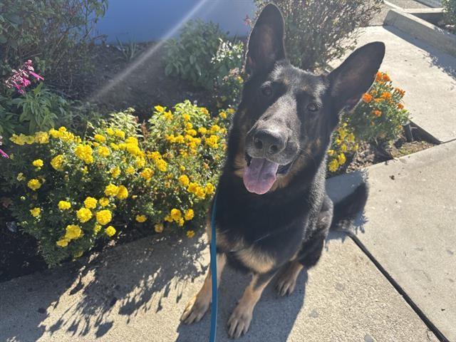 ARLO, Adoptable, Adult Male German Shepherd Dog.