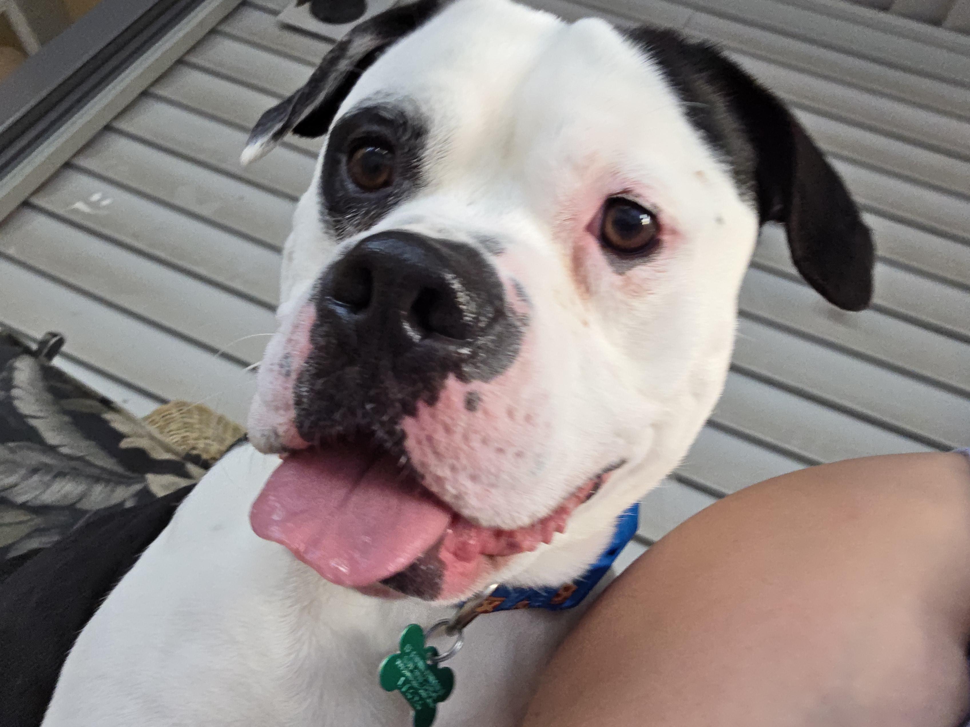 Bullseye, a ADOPTABLE mixed breed in Aurora, IL image 5/6