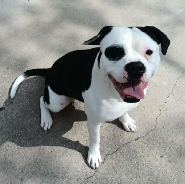 Bullseye, ADOPTABLE, Adult Male American Bulldog & Boxer.