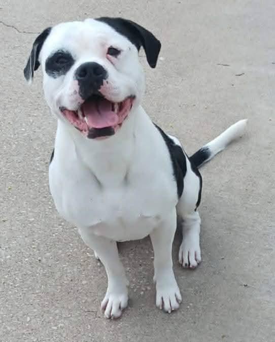Bullseye, a ADOPTABLE mixed breed in Aurora, IL image 2/6