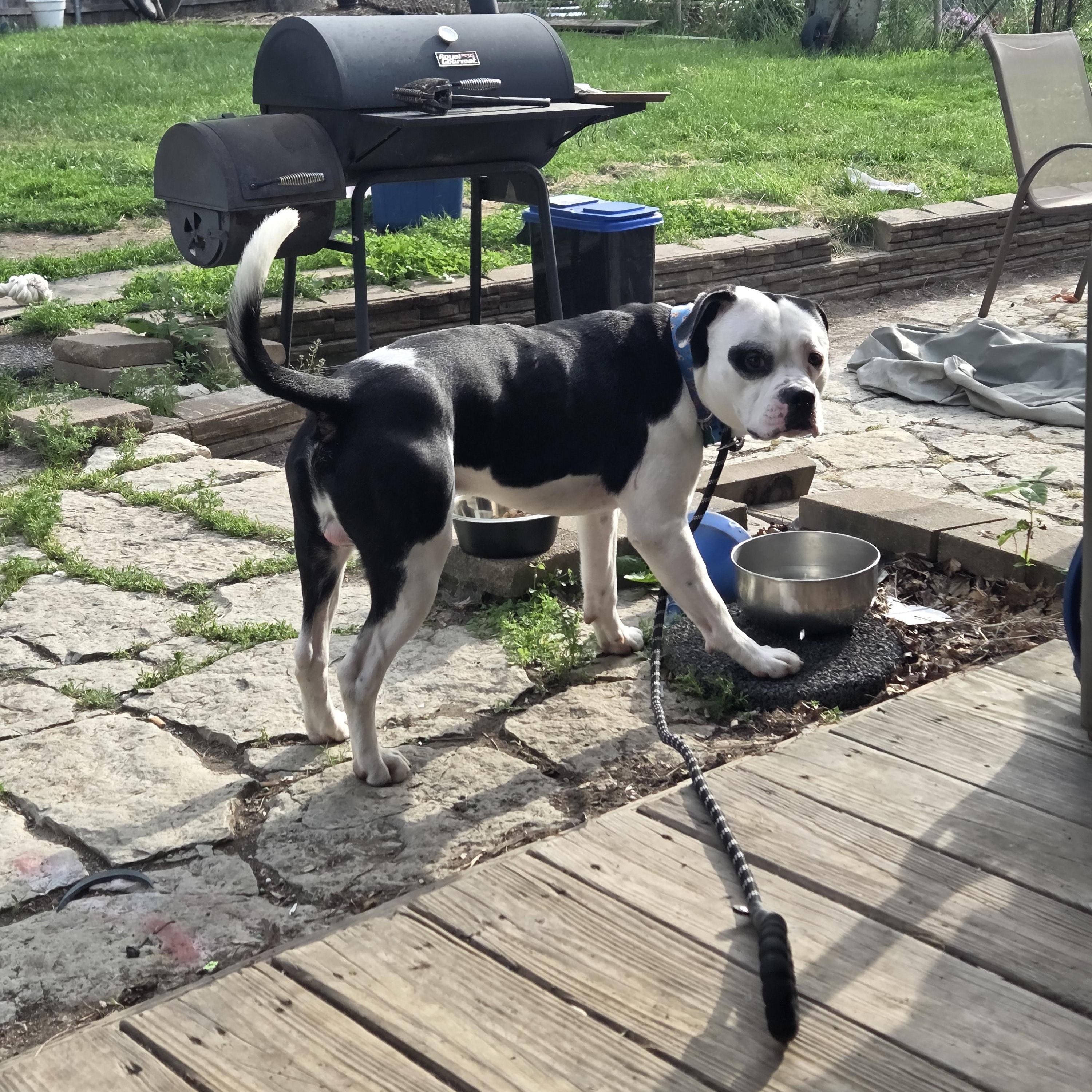 Bullseye, a ADOPTABLE mixed breed in Aurora, IL image 4/6