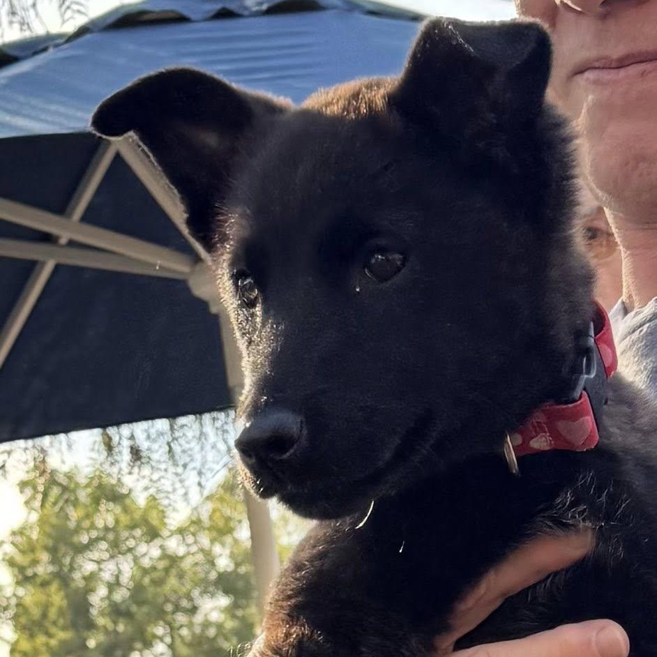 Enlarge Dutchess, an adopted Dutch Shepherd in Agua Dulce, CA image 1/4
