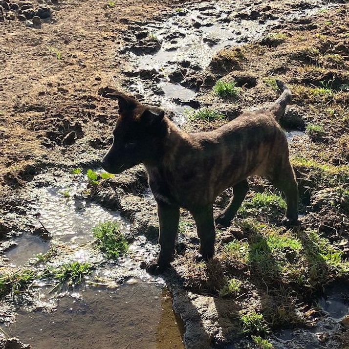 Enlarge Dutchess, an adopted Dutch Shepherd in Agua Dulce, CA image 4/4