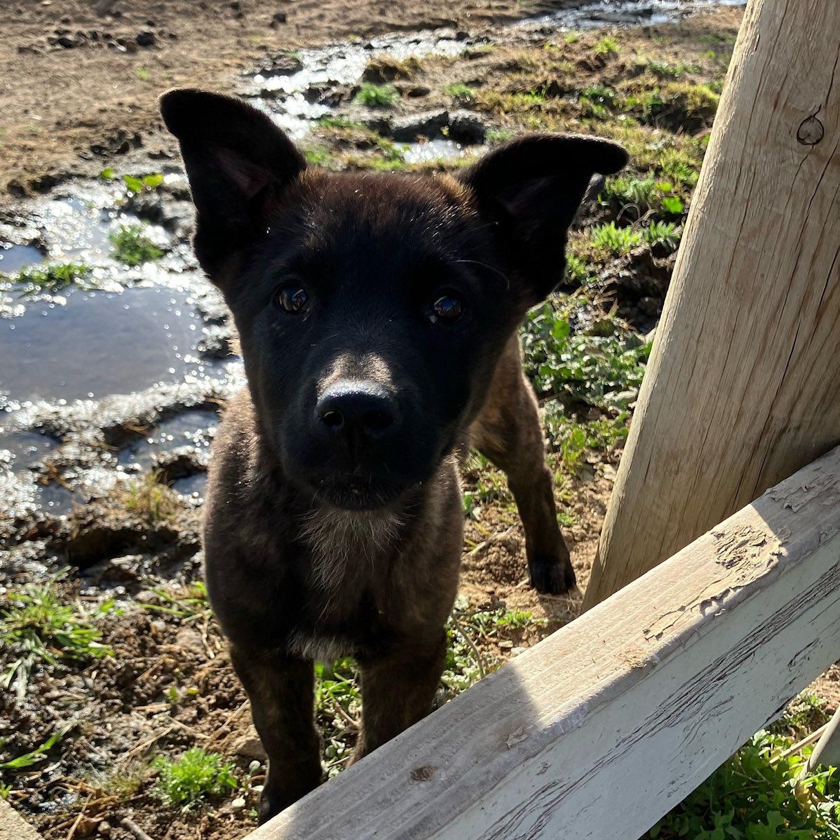 Enlarge Dutchess, an adopted Dutch Shepherd in Agua Dulce, CA image 2/4