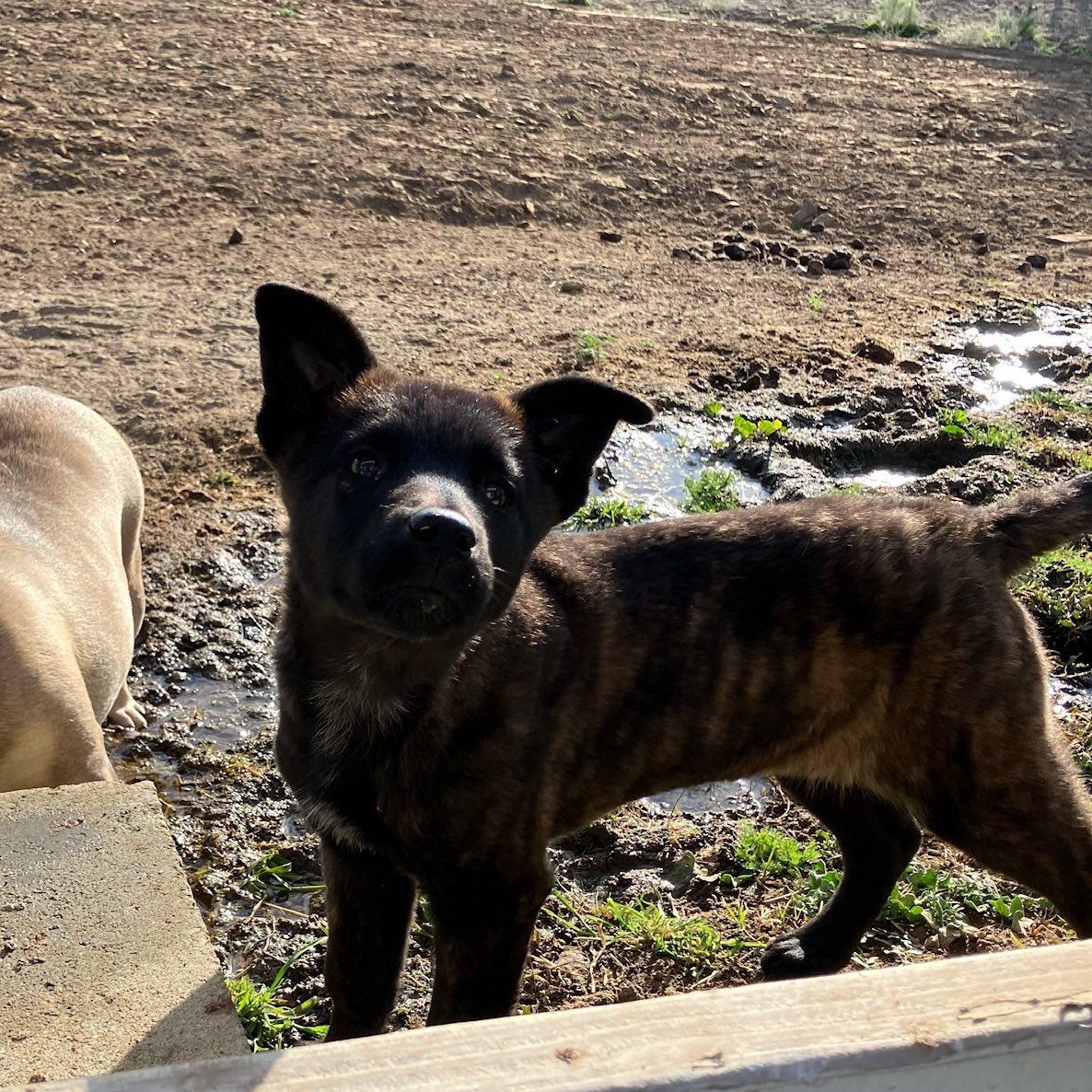 Enlarge Dutchess, an adopted Dutch Shepherd in Agua Dulce, CA image 3/4