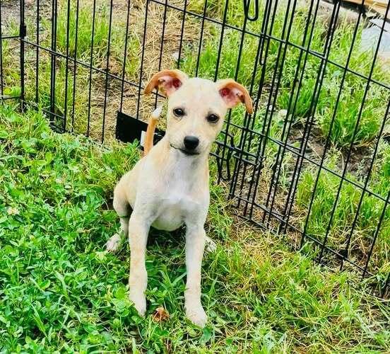 Effie, a Adoptable mixed breed in Milton, DE image 1/5