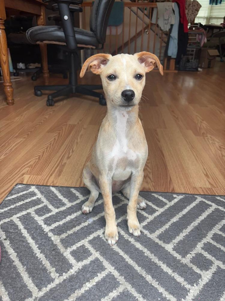 Effie, a Adoptable mixed breed in Milton, DE image 2/5