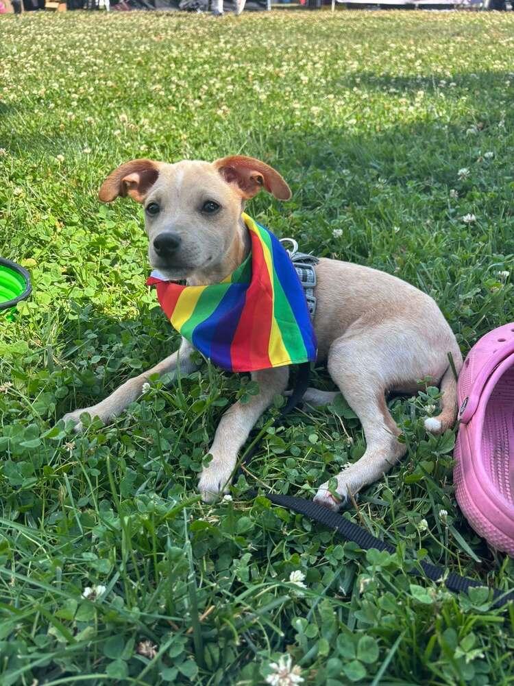 Effie, a Adoptable mixed breed in Milton, DE image 3/5