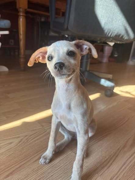 Effie, a Adoptable mixed breed in Milton, DE image 4/5