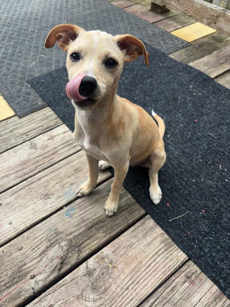 Effie, a Adoptable mixed breed in Milton, DE image 5/5