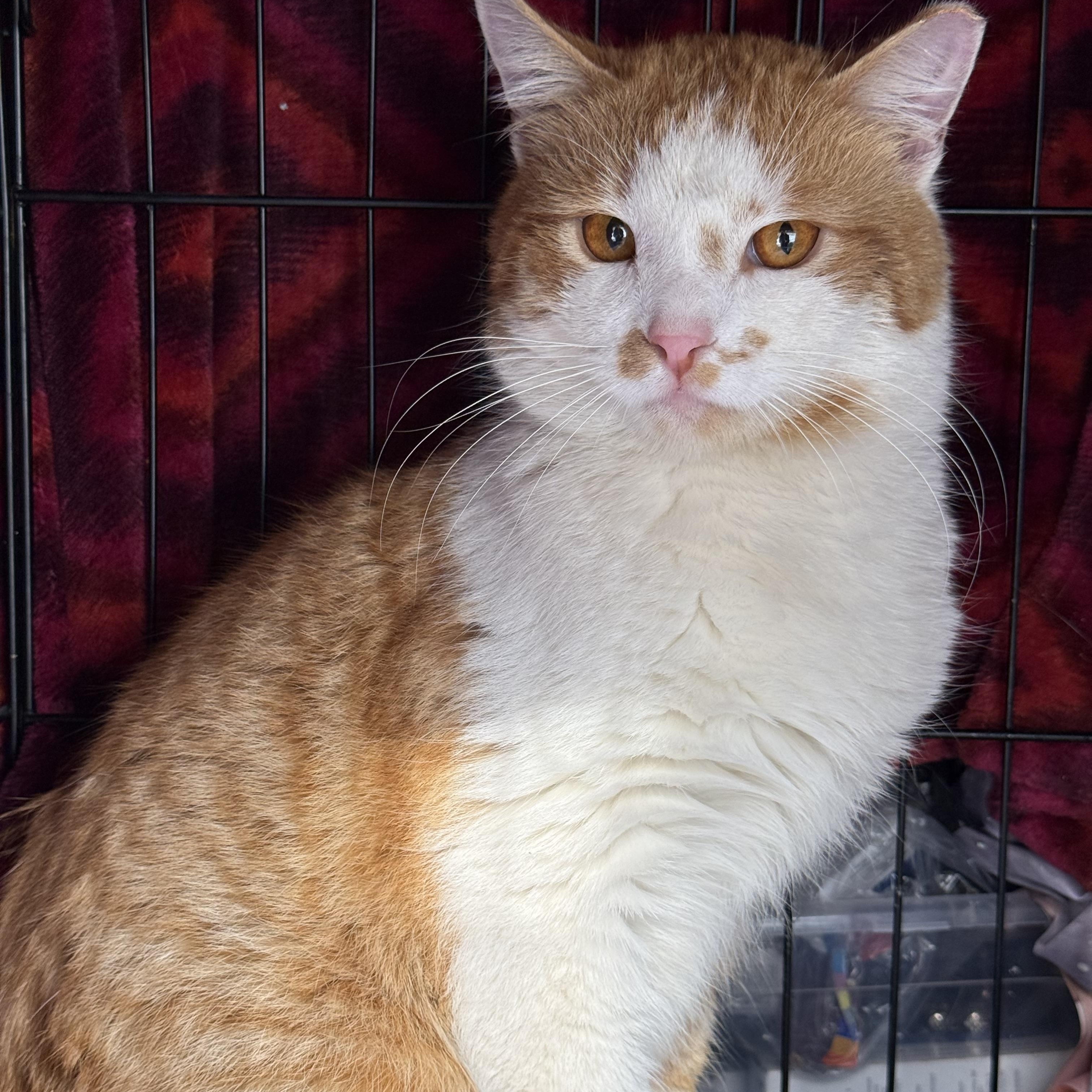 Enlarge Twinkie, a ADOPTABLE Domestic Short Hair in Atwater, OH image 1/1