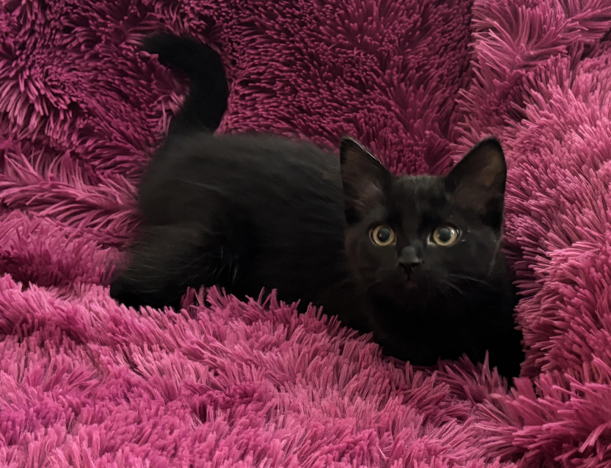 RAVEN - FLUFFY BOTTLE BABY LOVERGIRL! photo 2