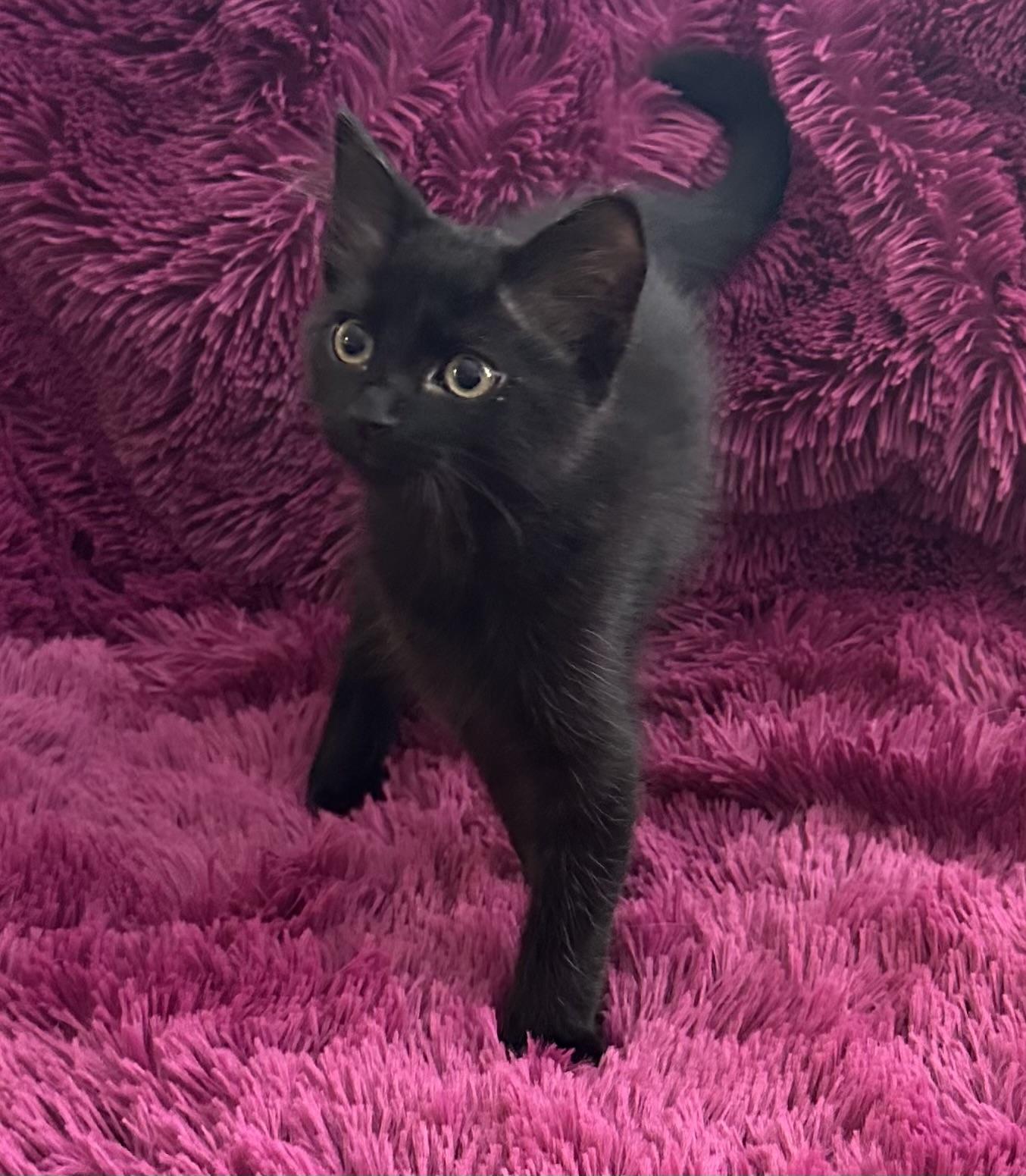 RAVEN - FLUFFY BOTTLE BABY LOVERGIRL! photo 3