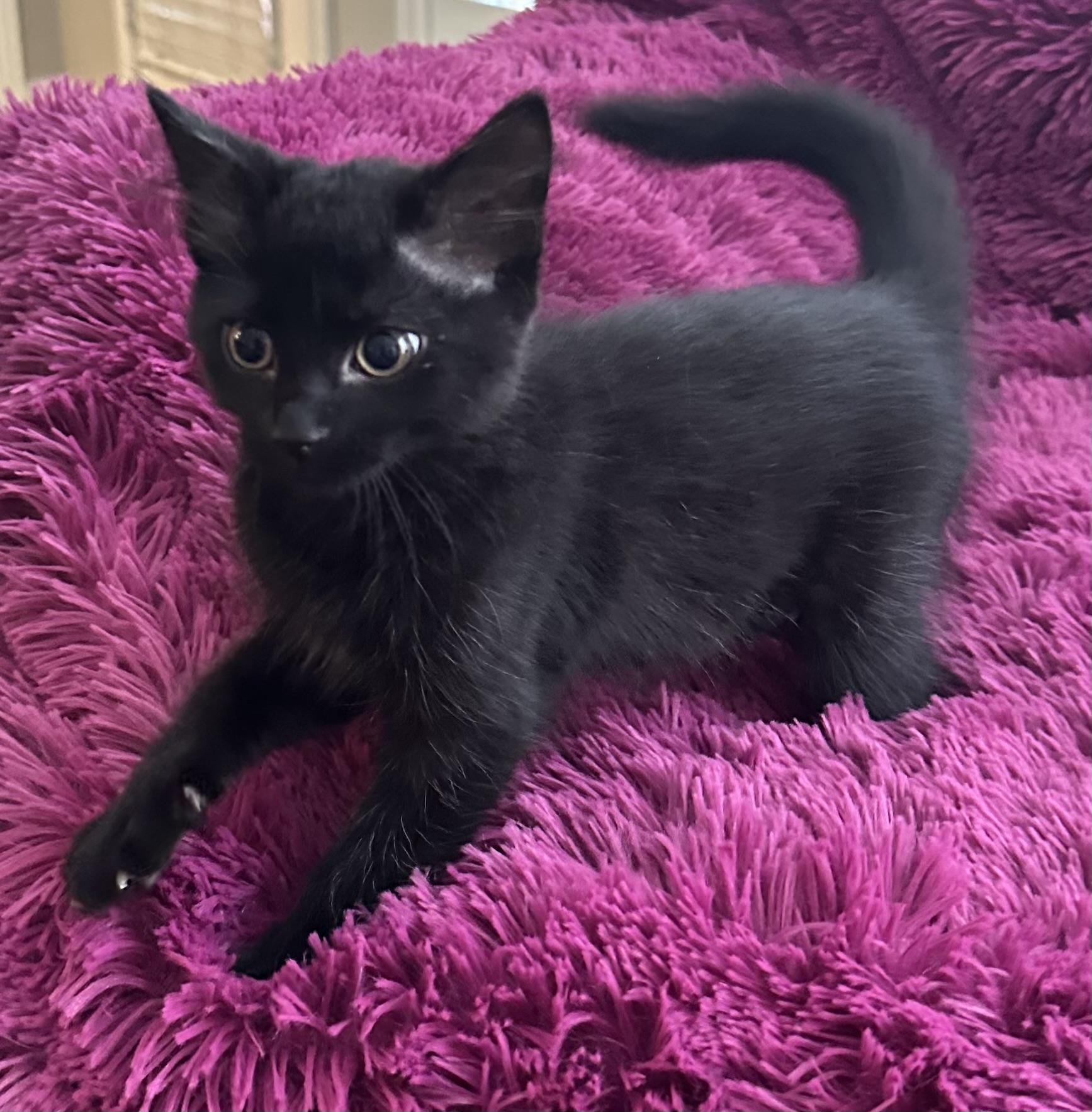 RAVEN - FLUFFY BOTTLE BABY LOVERGIRL! photo 4