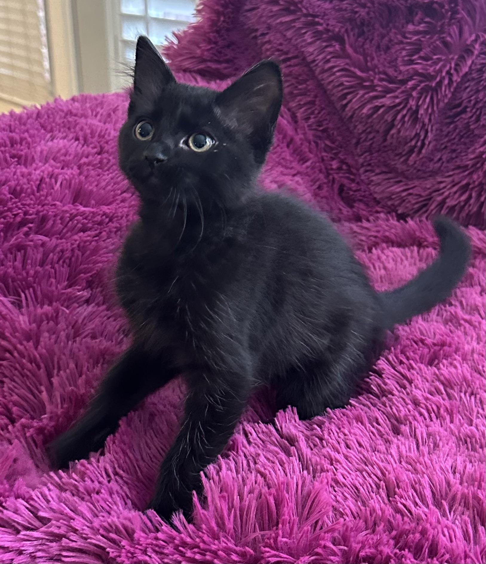 RAVEN - FLUFFY BOTTLE BABY LOVERGIRL! photo 5