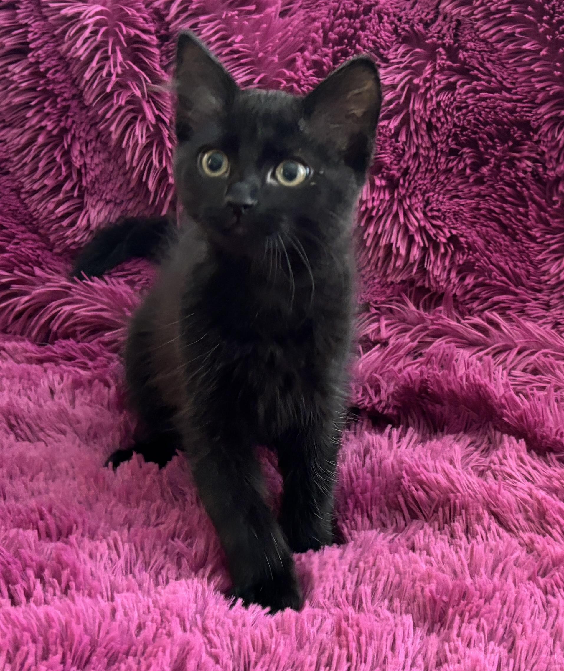 RAVEN - FLUFFY BOTTLE BABY LOVERGIRL! photo 6