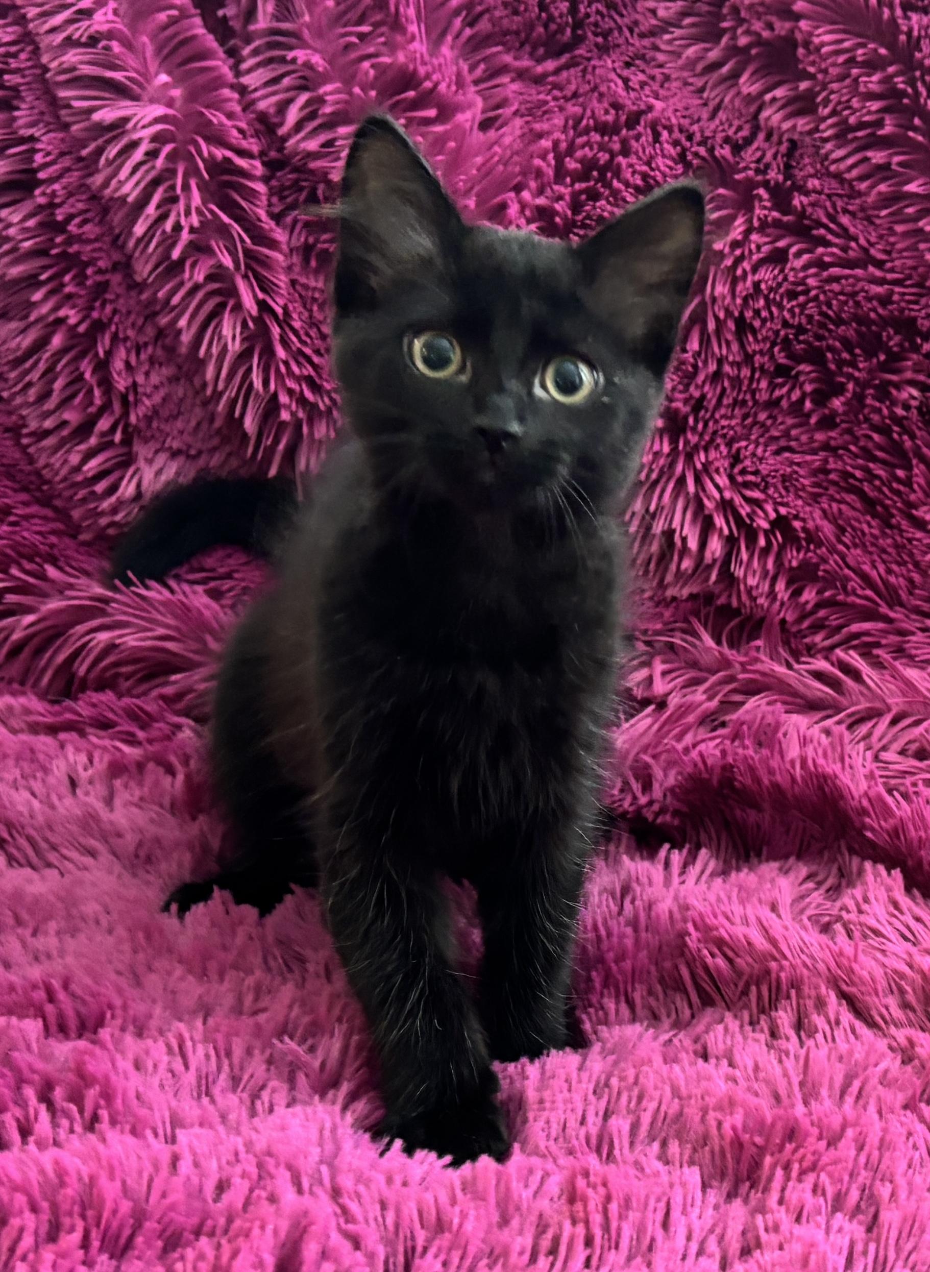 RAVEN - FLUFFY BOTTLE BABY LOVERGIRL!, Baby Female Domestic Medium Hair