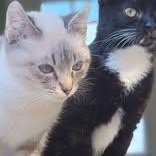 Enlarge Sebastian, a Adopted Siamese in Oakville, WA image 1/3