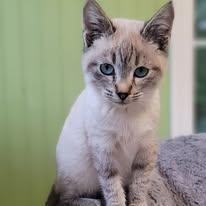 Enlarge Sebastian, a Adopted Siamese in Oakville, WA image 2/3