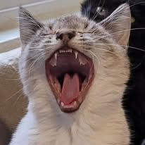 Enlarge Sebastian, a Adopted Siamese in Oakville, WA image 3/3