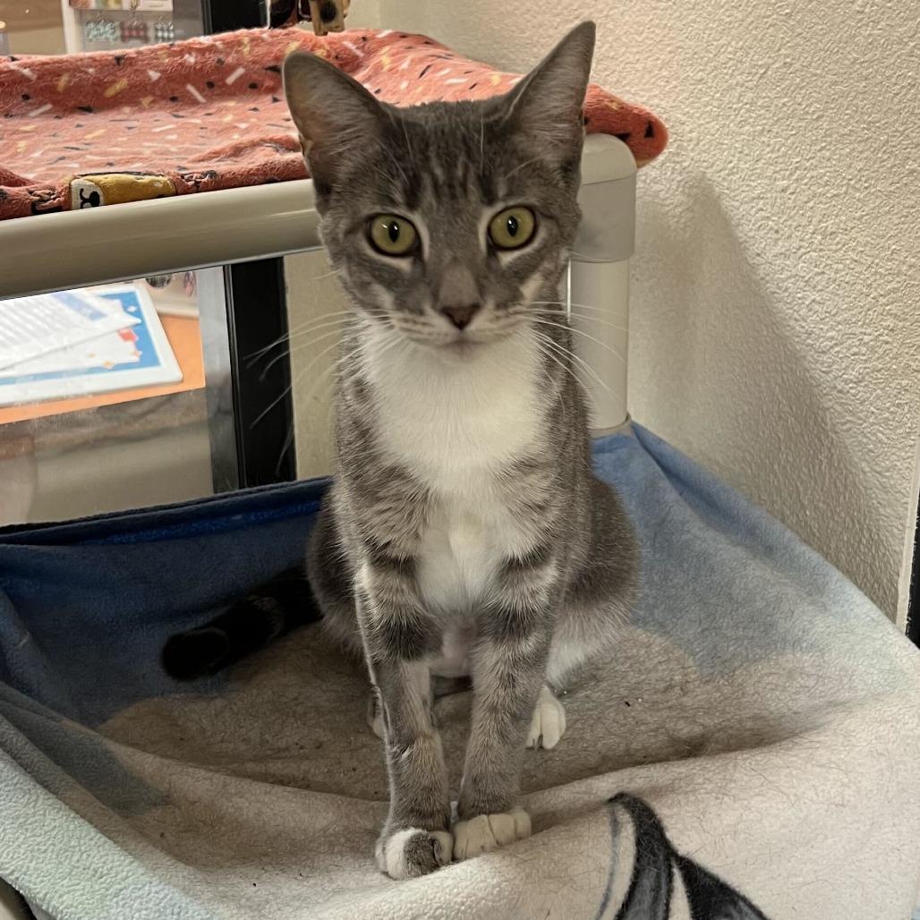 Peggy Sue, a Adoptable Domestic Short Hair in Riverside, CA image 1/6