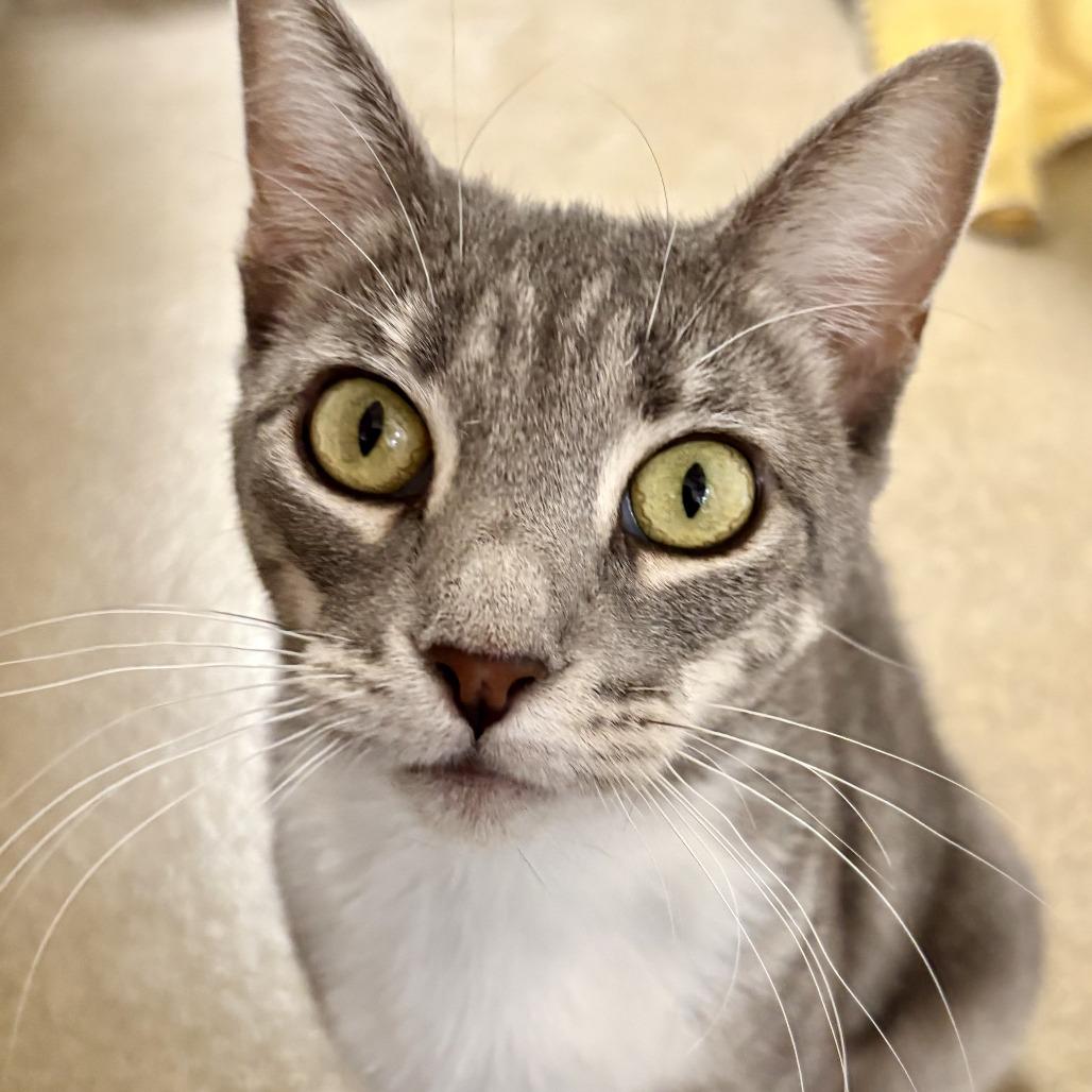 Peggy Sue, a Adoptable Domestic Short Hair in Riverside, CA image 2/6