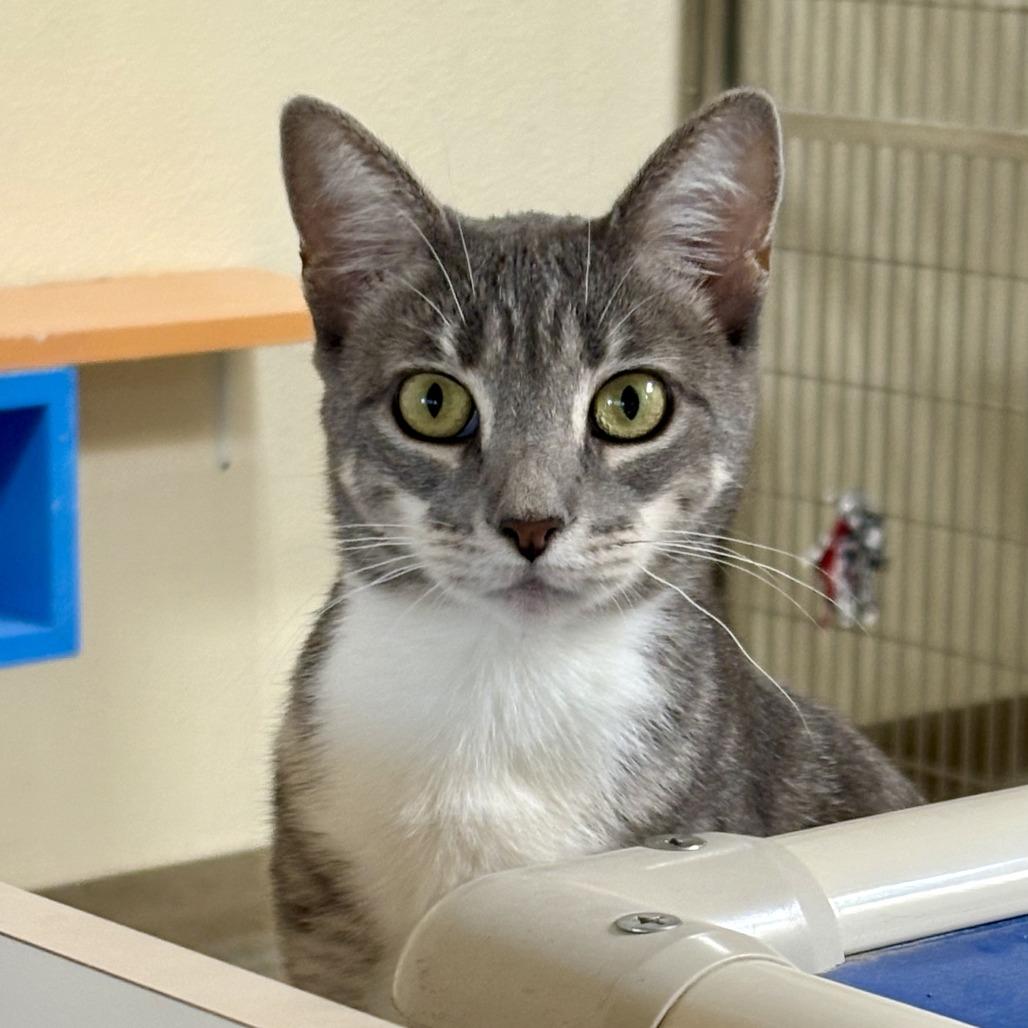 Peggy Sue, a Adoptable Domestic Short Hair in Riverside, CA image 3/6