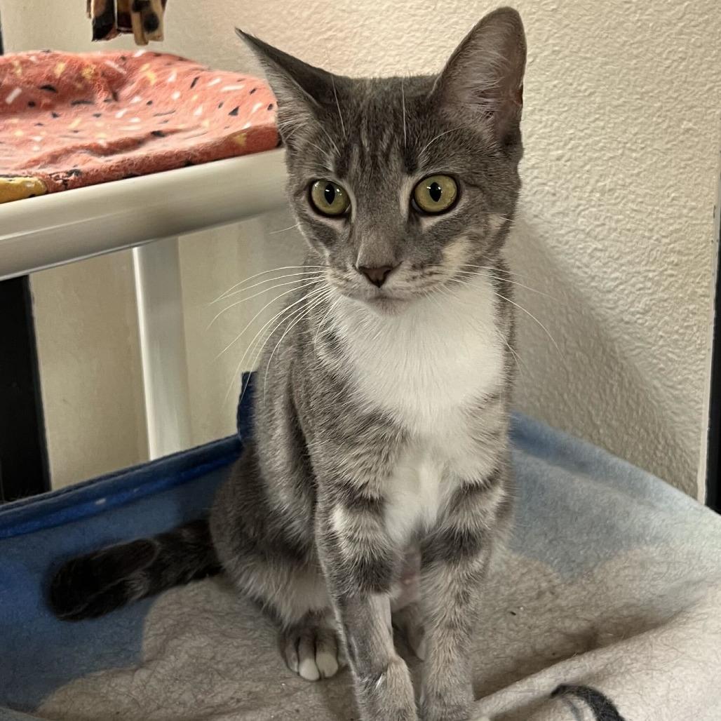 Peggy Sue, a Adoptable Domestic Short Hair in Riverside, CA image 4/6
