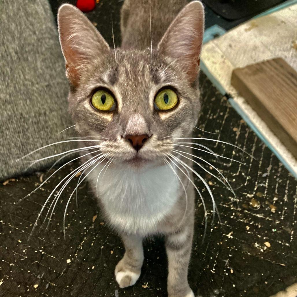 Peggy Sue, a Adoptable Domestic Short Hair in Riverside, CA image 5/6