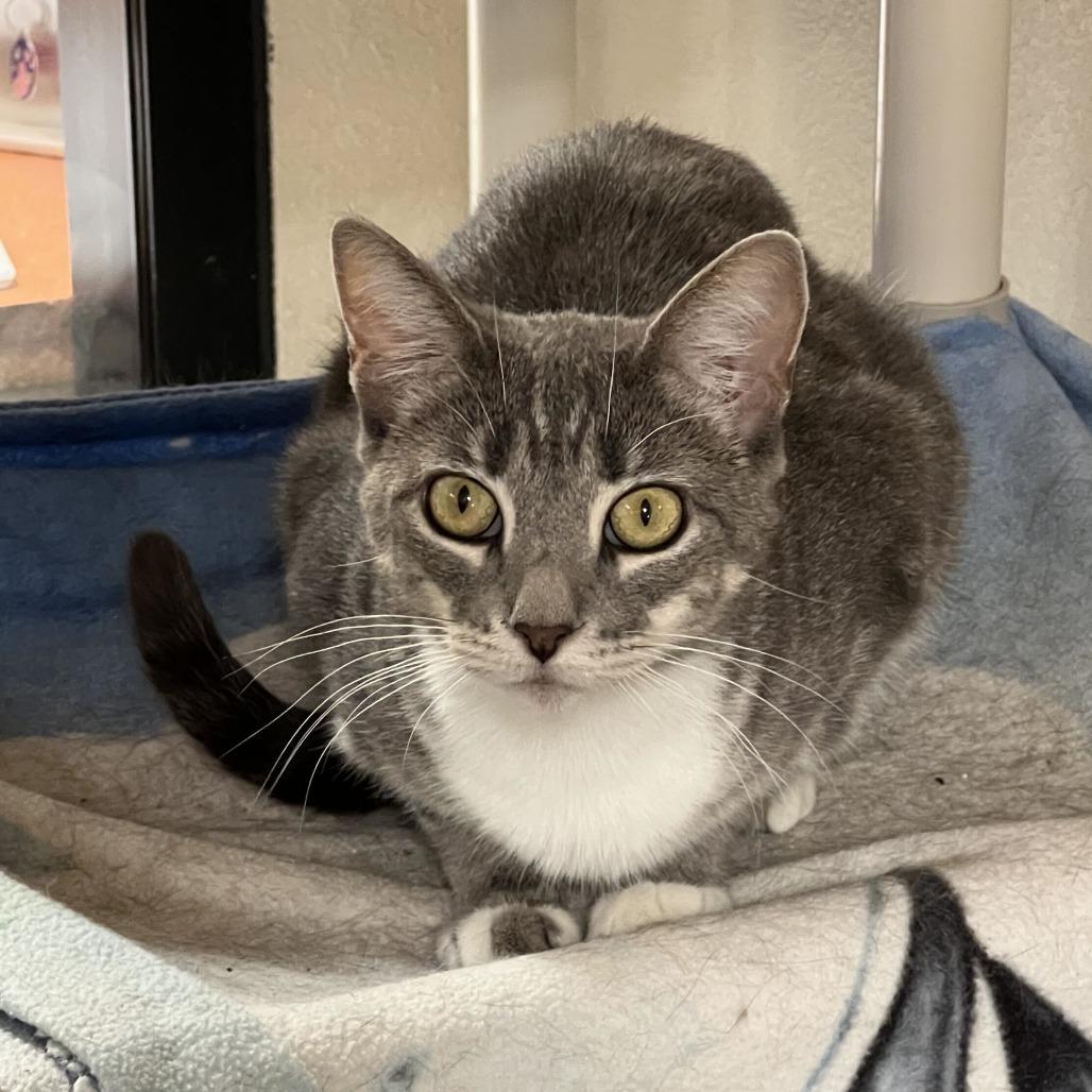 Peggy Sue, a Adoptable Domestic Short Hair in Riverside, CA image 6/6