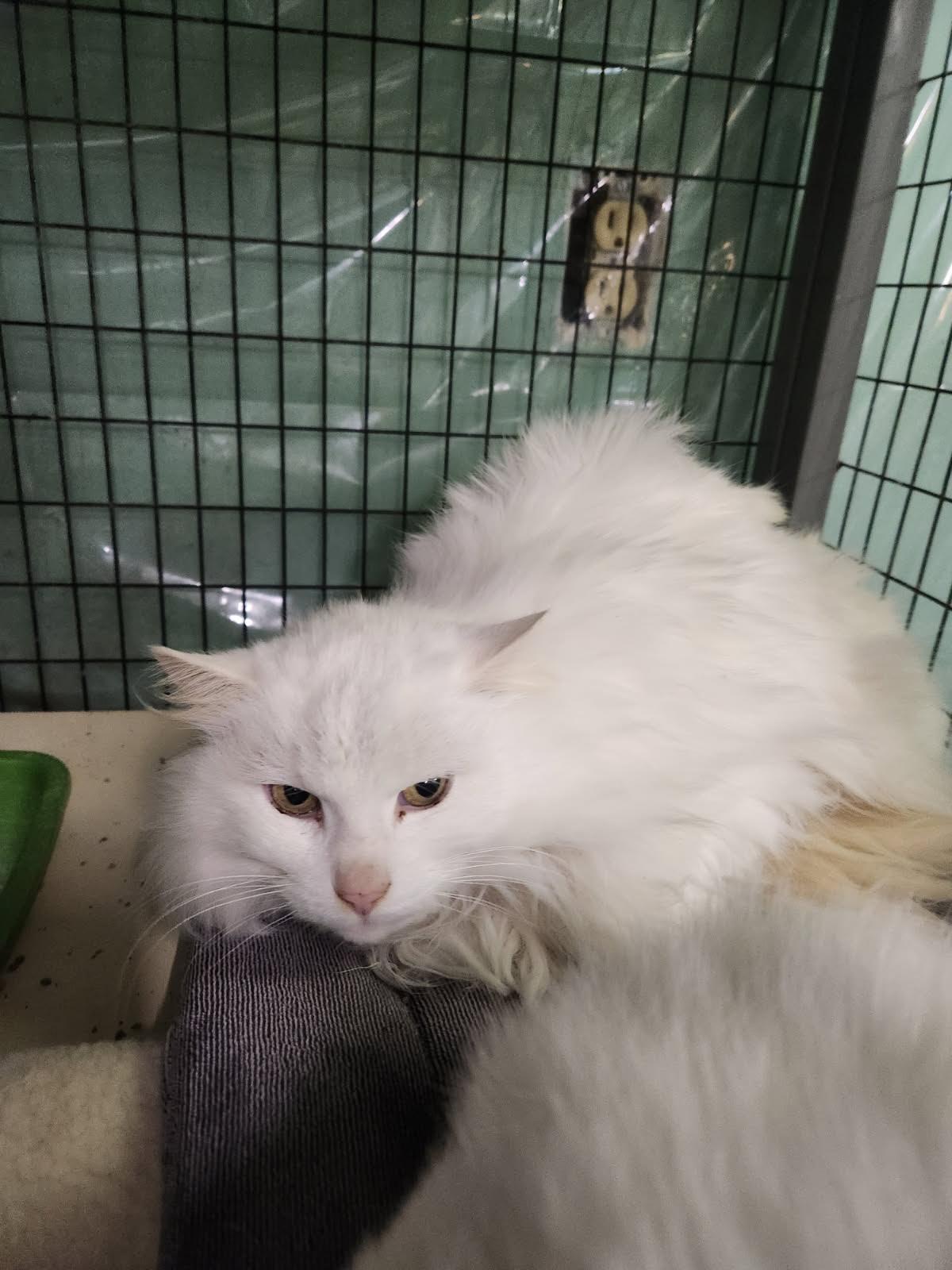 Genara, Adoptable, Adult Female Domestic Long Hair.