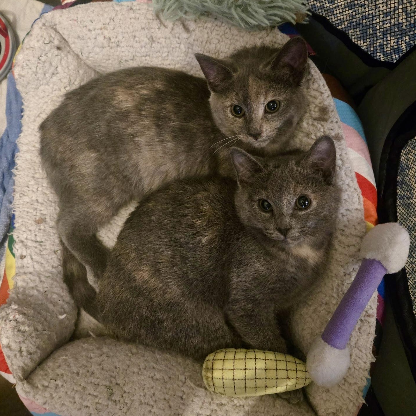 Wonton and Dumpling, an adopted Domestic Short Hair in Flushing, NY image 3/4