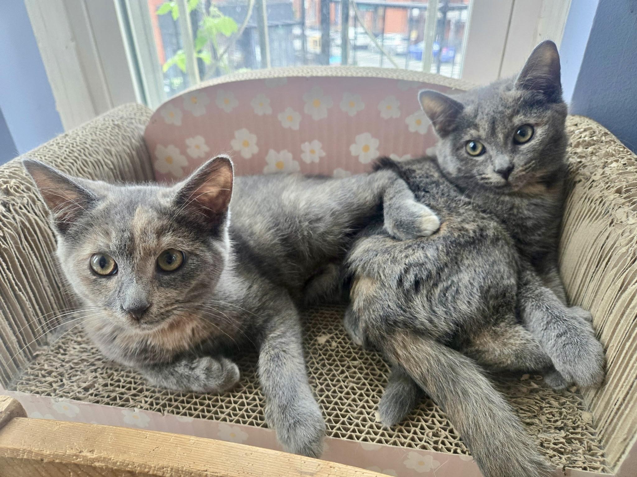 Wonton and Dumpling, adopted, Kitten Female Domestic Short Hair.