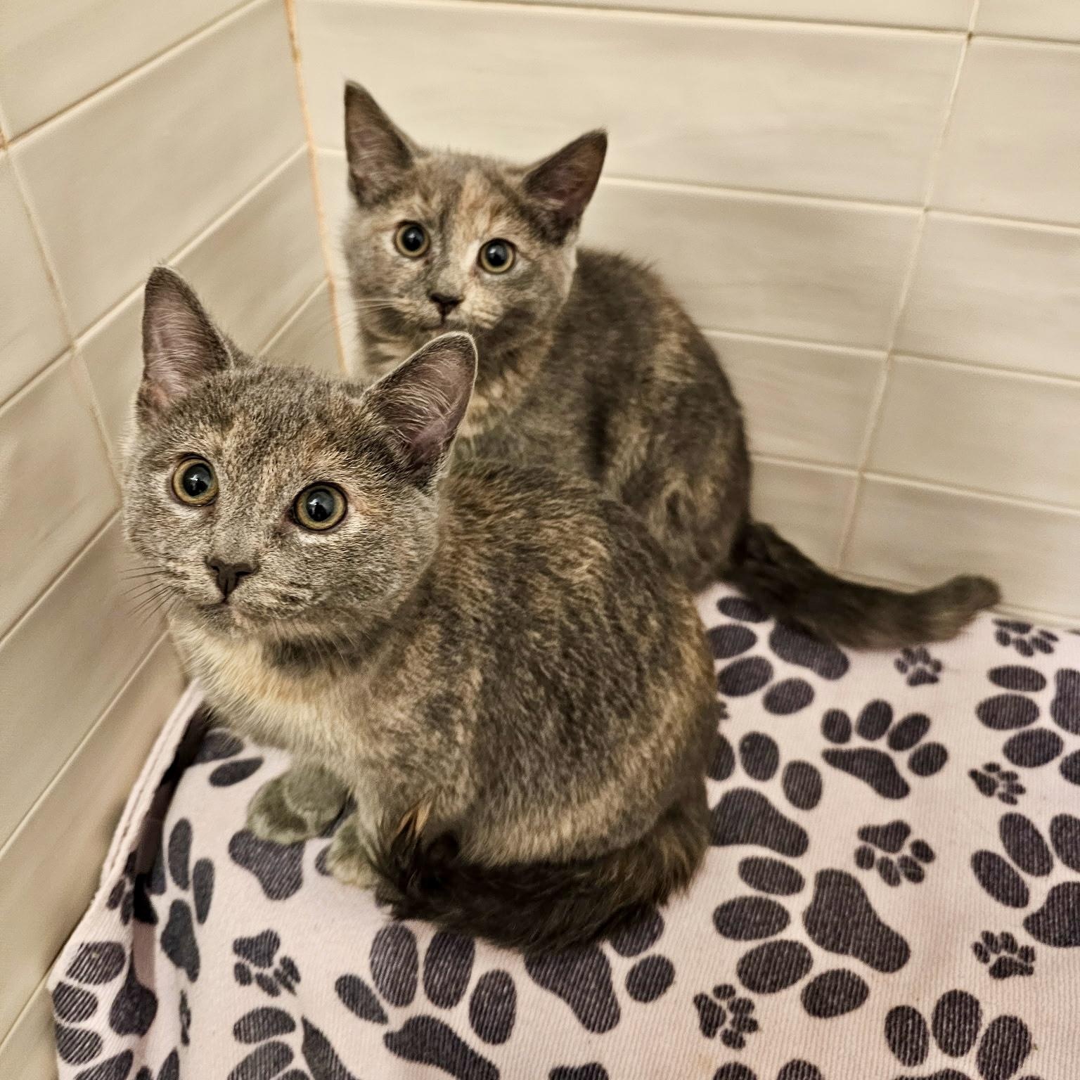 Wonton and Dumpling, an adopted Domestic Short Hair in Flushing, NY image 2/4